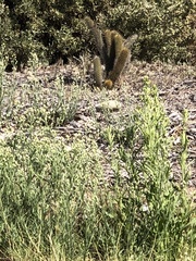 Bergerocactus emoryi