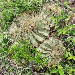 Ferocactus echidne
