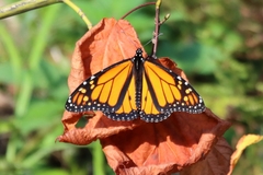 Danaus plexippus plexippus