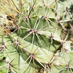 Ferocactus echidne