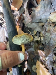 Austroboletus gracilis