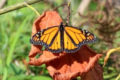 Danaus plexippus plexippus