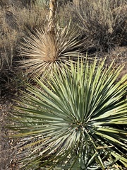 Asparagaceae