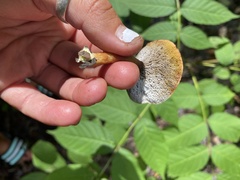 Austroboletus gracilis