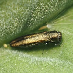 Agrilus lacustris