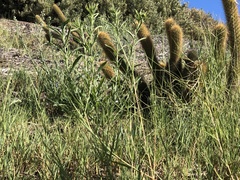 Bergerocactus emoryi