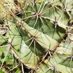 Ferocactus echidne