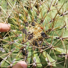 Ferocactus echidne