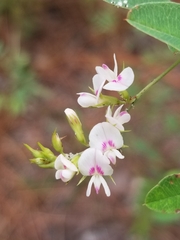 Lespedeza hirta