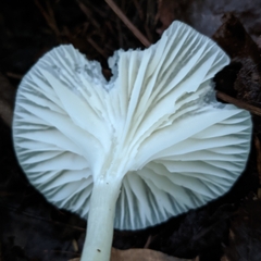 Cuphophyllus virgineus