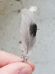 Columba livia domestica