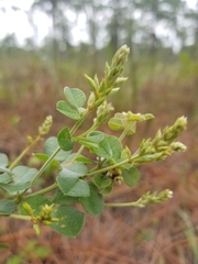 Lespedeza hirta