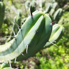 Myrtillocactus geometrizans