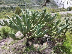 Myrtillocactus geometrizans
