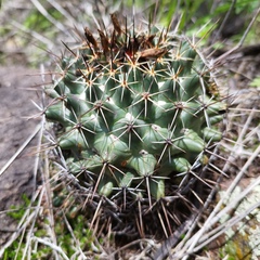 Coryphantha clavata