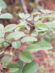 Lespedeza hirta