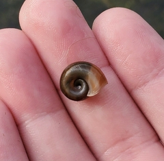 Planorbella trivolvis