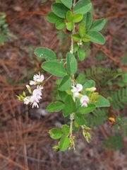 Lespedeza hirta