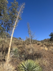 Asparagaceae