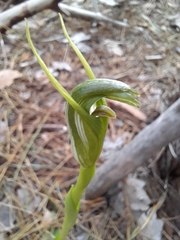 Pterostylis foliata