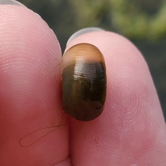 Planorbella trivolvis