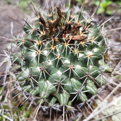 Coryphantha clavata
