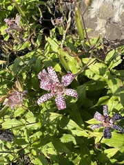 Tricyrtis hirta