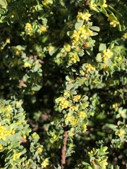 Pimelea serpyllifolia