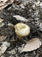 Aureoboletus