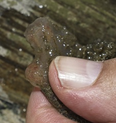 Ascidiella aspersa