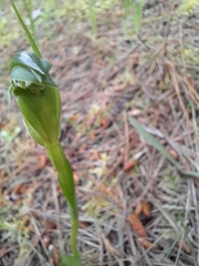 Pterostylis foliata