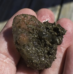 Ascidiella aspersa