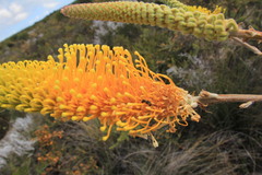 Grevillea eriostachya