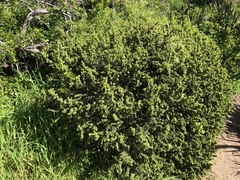 Pimelea serpyllifolia