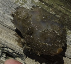 Ascidiella aspersa
