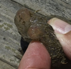 Ascidiella aspersa