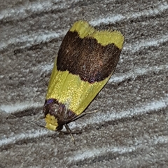 Heterallactis microchrysa