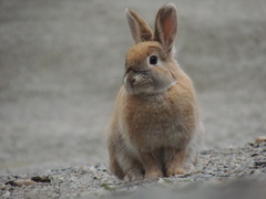 Oryctolagus cuniculus domesticus
