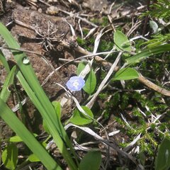 Evolvulus alsinoides