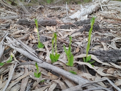 Pterostylis foliata