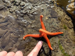 Henricia