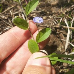 Evolvulus alsinoides