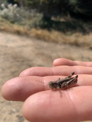 Melanoplus sanguinipes