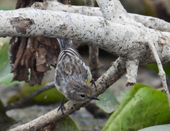 Setophaga coronata coronata