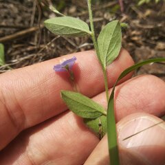 Evolvulus alsinoides