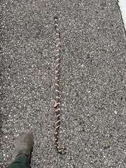 Lampropeltis californiae
