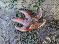 Dermasterias imbricata