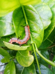 Euploea core