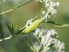 Neolasioptera perfoliata