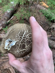 Caloboletus conifericola
